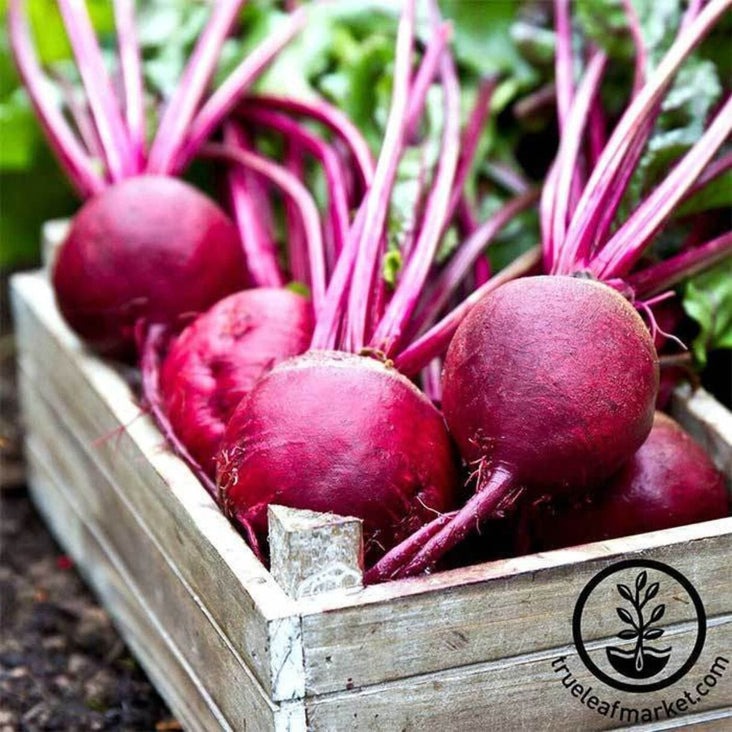 Heirloom Ruby Queen Beet Seeds | Vegetable Seeds - Non-GMO - Free S&H