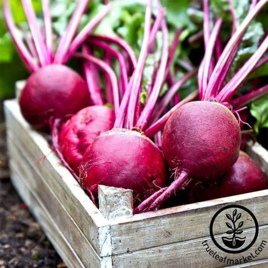 Heirloom Ruby Queen Beet Seeds | Vegetable Seeds - Non-GMO - Free S&H