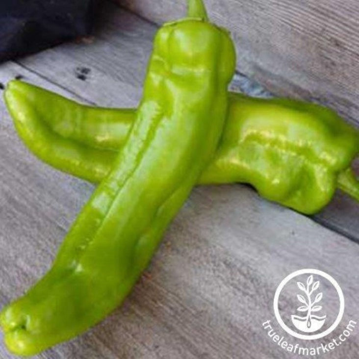 Heirloom Hot Pepper Seeds - Anaheim Chili | Buy Non-GMO Sees Online