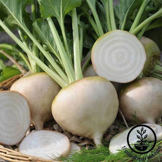 White Detroit Beet Seeds | Non-GMO, Open Pollinated - Beta vulgaris