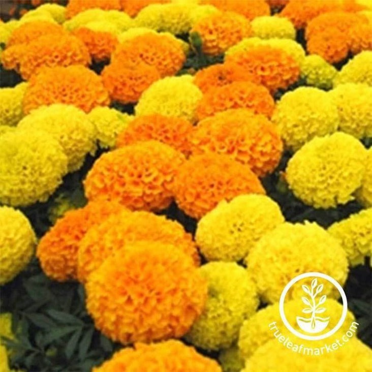 Discovery Series Marigold Flower Seeds | AKA: Aztec, American Marigold