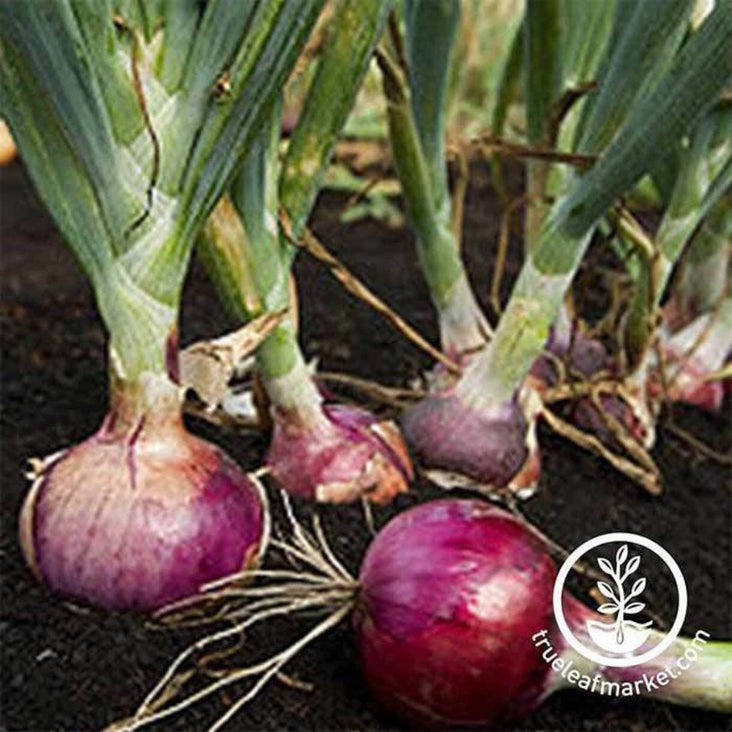 Onion Garden Seeds - Red Burgundy | Non-GMO, Heirloom Vegetable Seeds