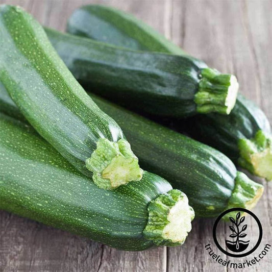 Cashflow Hybrid Zucchini Summer Squash Seeds | Vegetable Garden Seeds