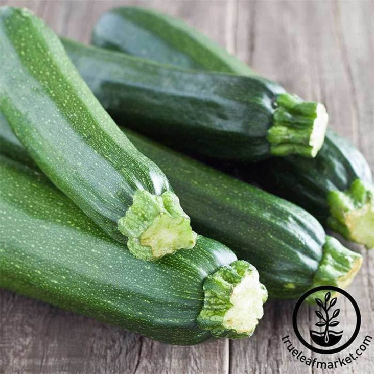 Cashflow Hybrid Zucchini Summer Squash Seeds | Vegetable Garden Seeds