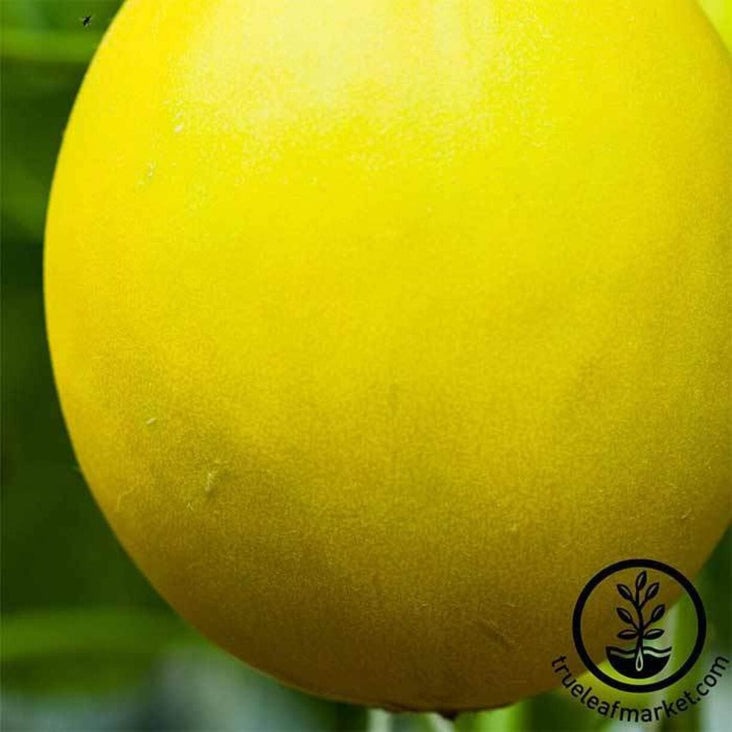 Yellow Canary Melon Seeds | Hierloom Fruit & Vegetable Gardening Seeds