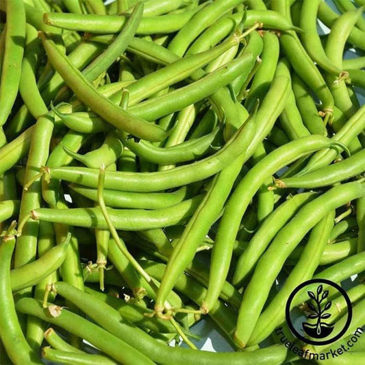 Provider Heirloom Bush Bean Garden Seeds by MVSeeds