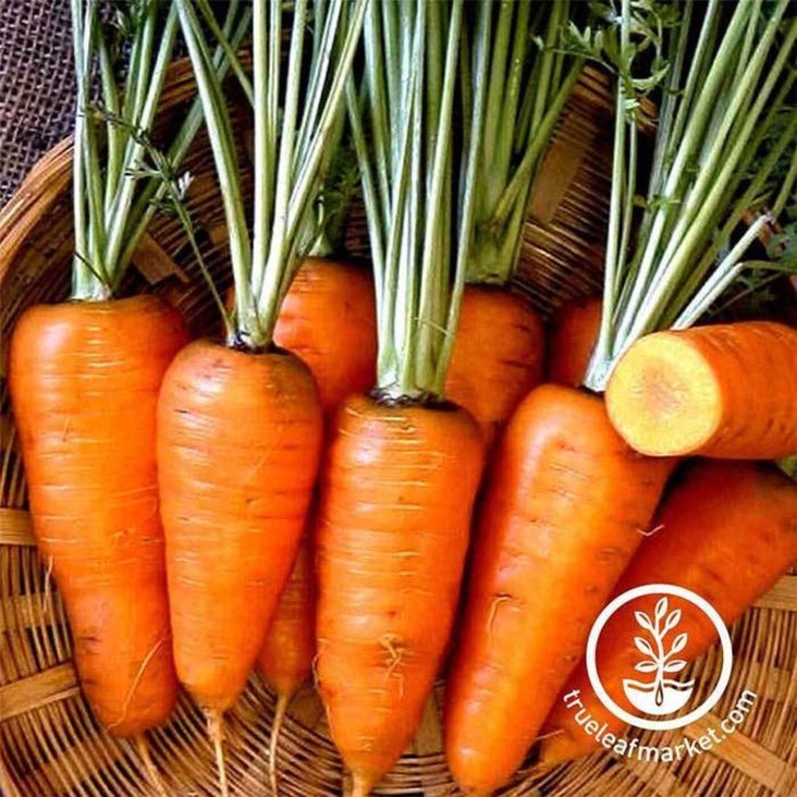 Chantenay Red Core Carrot seeds