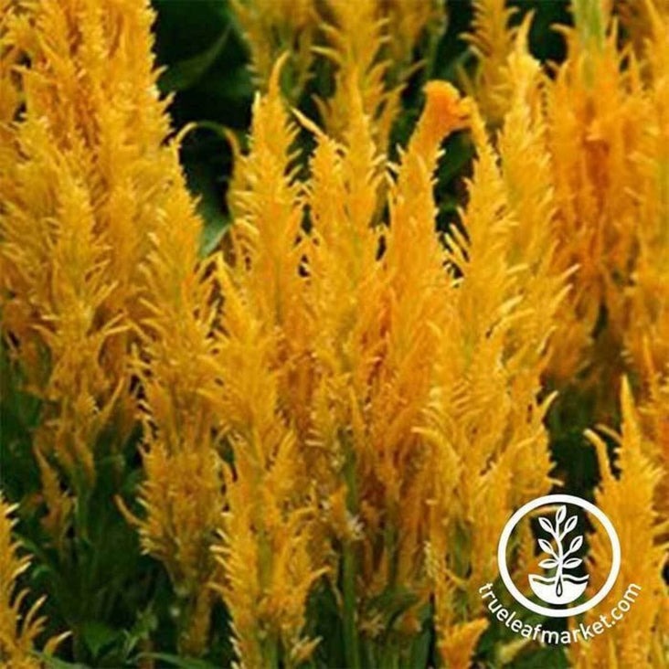 Plumed Celosia Seeds - Fresh Look Series | Annual Flower Garden Seeds