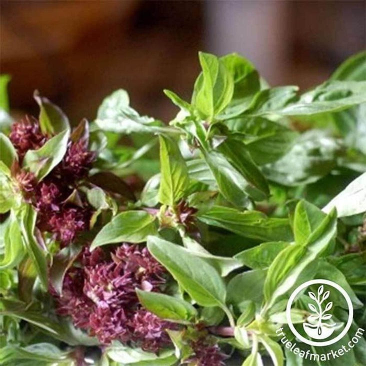 Licorice Basil Seeds | Heirloom, Non-GMO Culinary Herb Gardening Seeds