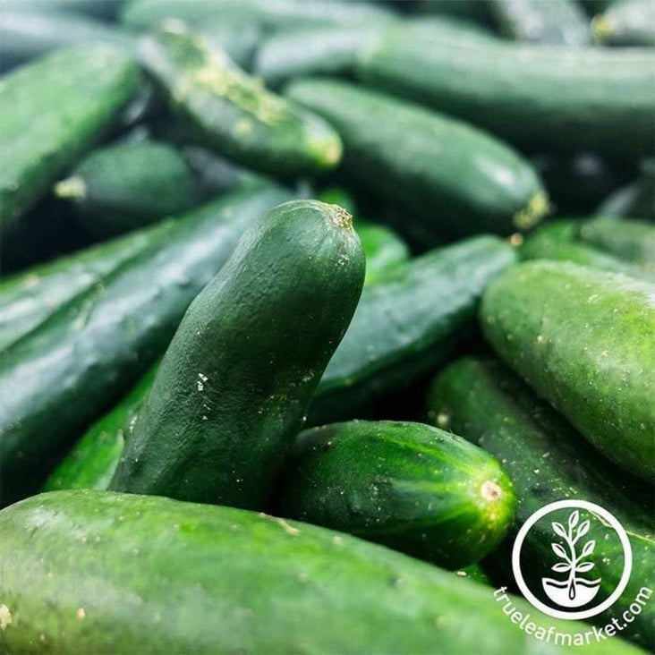 Heirloom Cucumber Garden Seeds Seeds - Bush Crop | Buy Non-GMO Seeds