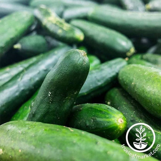 Heirloom Cucumber Garden Seeds Seeds - Bush Crop | Buy Non-GMO Seeds
