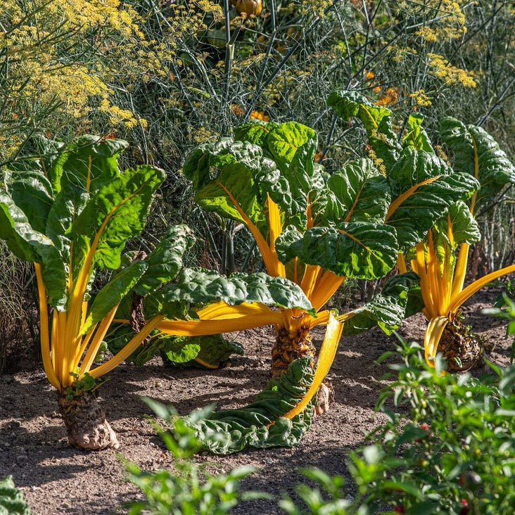 Yellow Swiss Chard Garden Seeds | Non-GMO, Open Pollinated - Free S&H