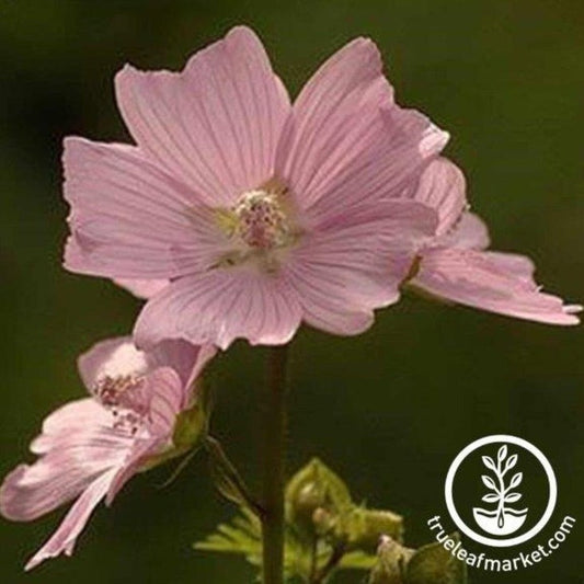 Malva Flower Garden Seeds - Moschata Choice Rosea | AKA: Musk Mallow