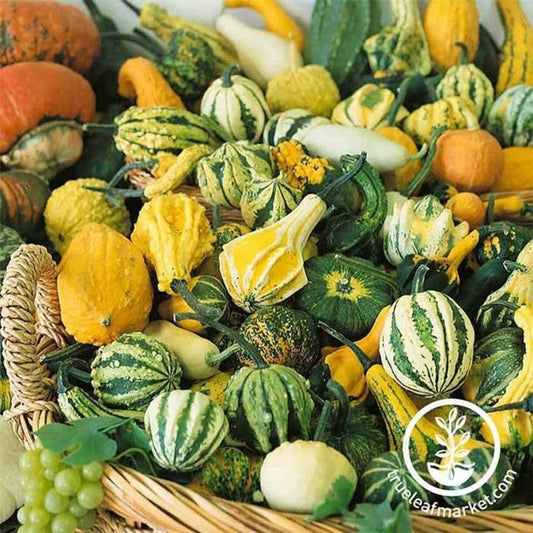 Small Gourd Seed Mix | Heirloom, Open Pollinated, Non-GMO - Free S&H