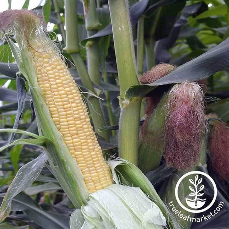 Honey Select Hybrid Corn Seeds (Treated) | Bulk Wholesale Farm Seeds