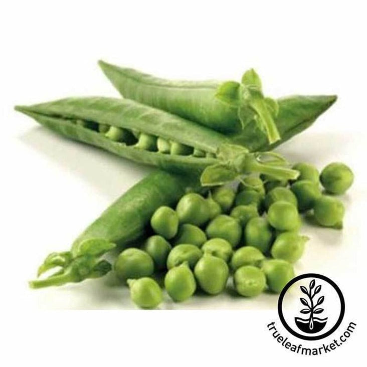 Thomas Laxton Pea Garden Seeds | Heirloom, Non-GMO - Buy Garden Seeds