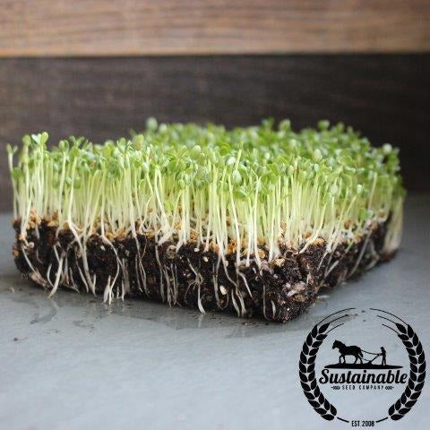 Clover Microgreens Seeds- Grow Micro Clover - 4 Oz to Bulk