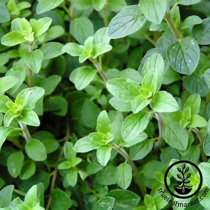 Oregano Herb Garden Seed - Common Italian | Non-GMO, Heirloom Herbs