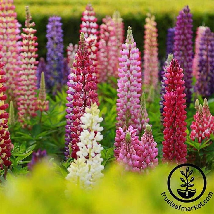 Lupine Seed | Russell Strain Mixture