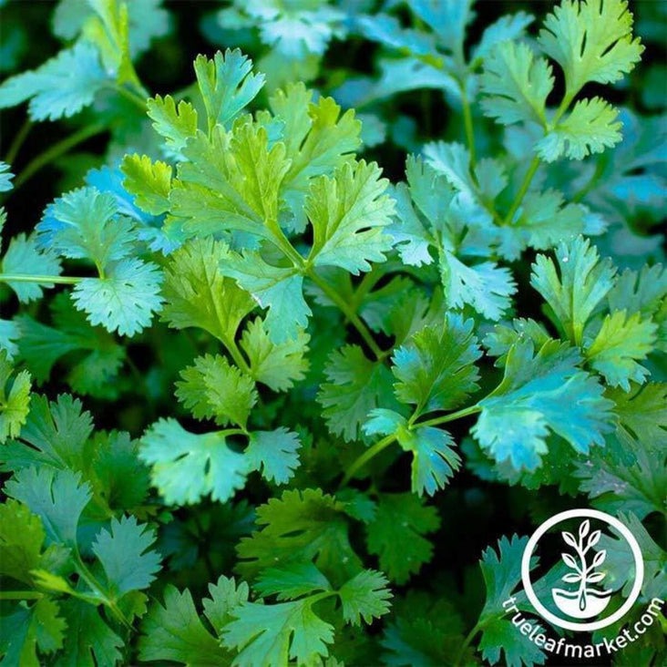 Cilantro (Coriander) Seeds - Slow Bolt | Heirloom Culinary Herb Garden