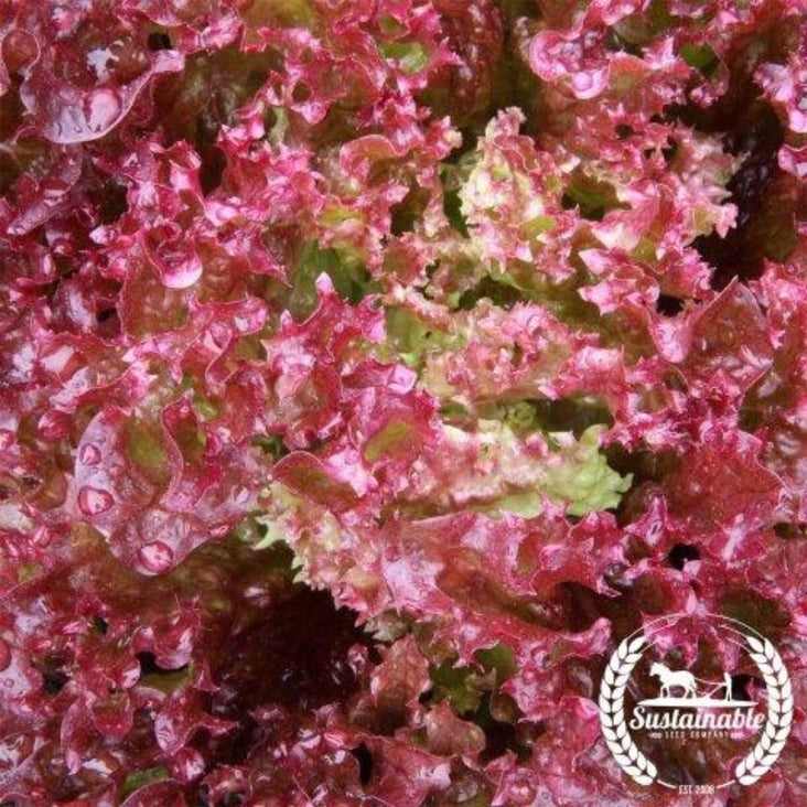 Lollo Rosso Leaf Lettuce Garden Seeds | Non-GMO, Heirloom Vegetable