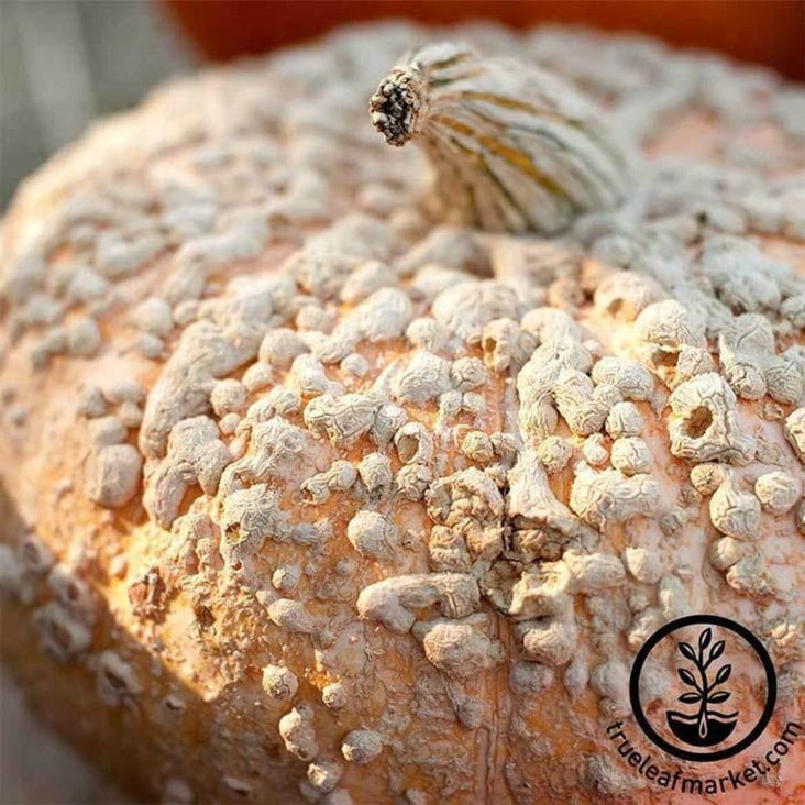 Treated Pumpkin Seeds - Galeux d'Eysines | French Pumpkin Garden Seed