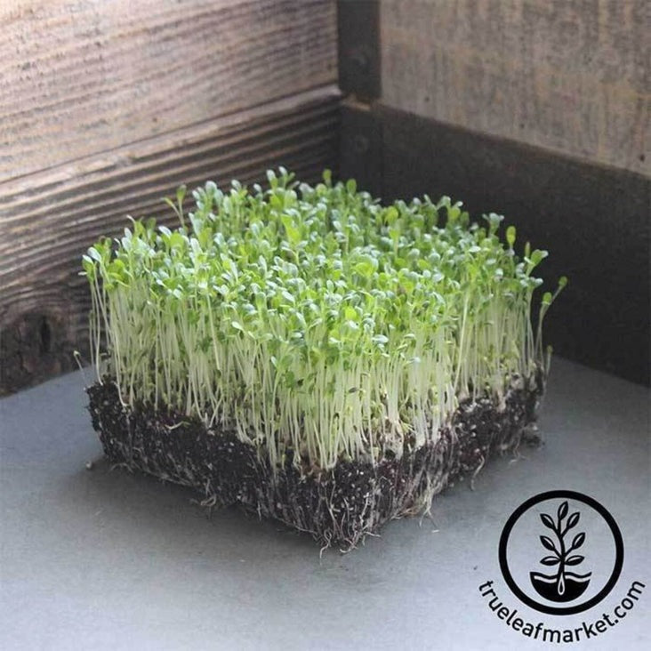 Waldmanns Green Lettuce Microgreens Seeds - Up to Bulk Micro Greens Seeds