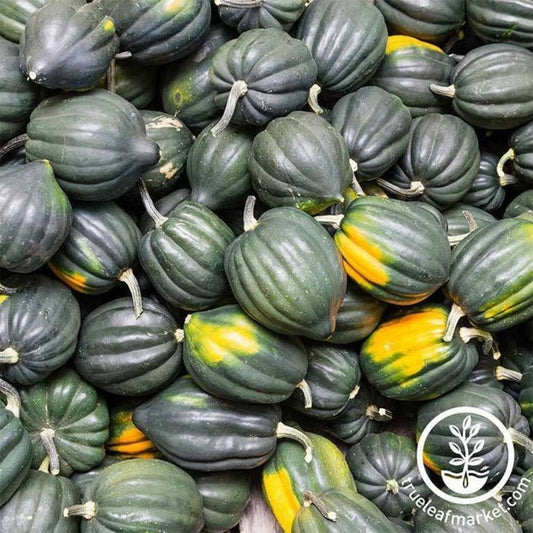 Heirloom Winter Squash Garden Seeds - Table Queen Acorn - Buy Seeds