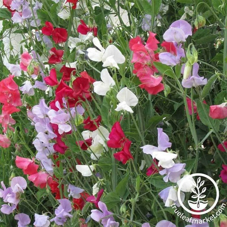 Sweet Pea Flower Seeds - Everlasting | Lathyrus latifolius - Free S&H