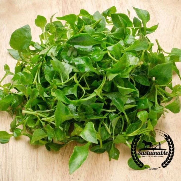 Organic Curled Cress Seeds | AKA: Pepper Grass - Herb & Gardening Seed
