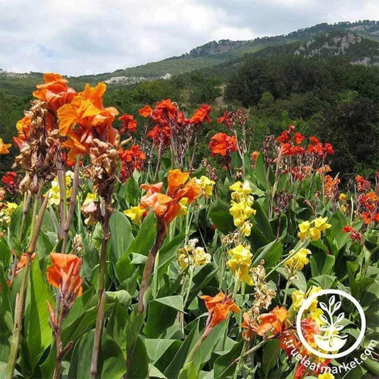 Canna Flower Seeds - Tropical Series | Annual Flower Gardening