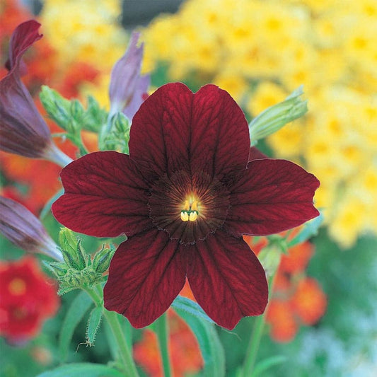 Salpiglossis Flower Garden Seeds - Royale Series | Hybrid - Annual