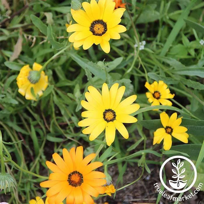 Dimorphotheca Flower Garden Seeds - Mixed Colors | AKA: African Daisy