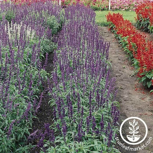 Salvia Seed | Victoria Series