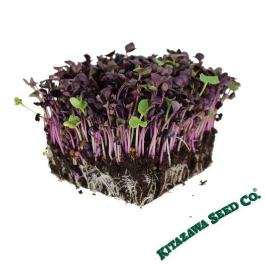 Organic Sango Radish Microgreens Seeds | Purple Micro Greens