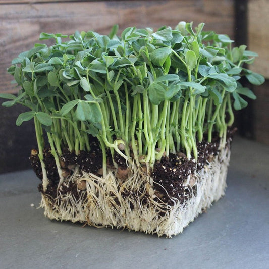 Organic Speckled Pea Microgreens Seeds | Pea Shoots, Sprouts -Free S&H