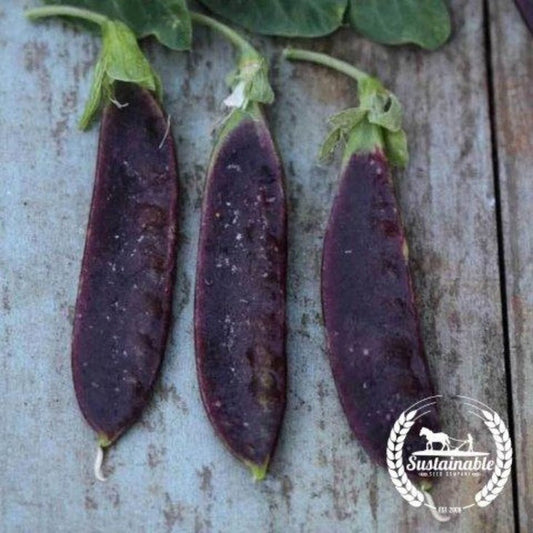 Organic Blue Shelling Pea Seeds | Garden Seeds Online