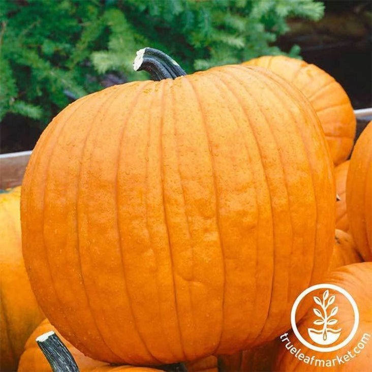 Non-GMO Howden Pumpkin Seeds | Heirloom Gardening Seeds - Free S&H