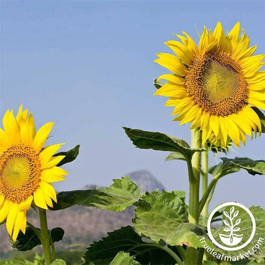 Non-GMO Mammoth Sunflower Seeds - Annual Sun Flower Seeds - Free S&H
