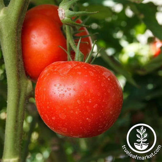 Tomato Garden Seeds - Burpee Big Boy Hybrid | Garden Seed Supplier