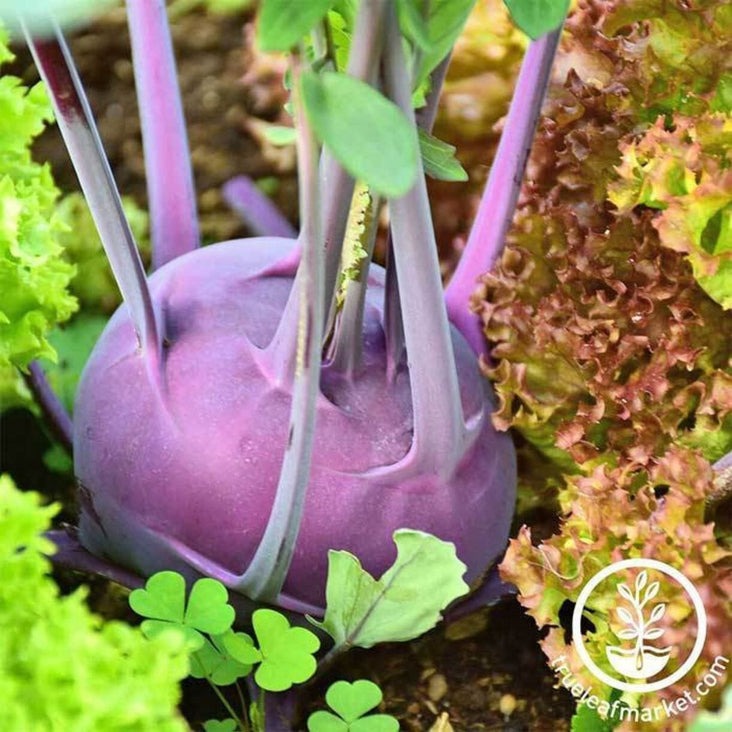 Non-GMO Purple Vienna Kohlrabi | Kohlrabi Organic Vegetable Garden Seed