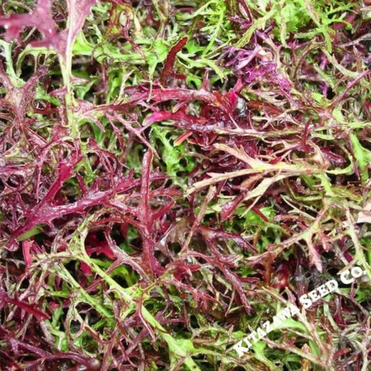 Heirloom Japanese Mustard Seeds - Red Streaks Mizuna - Discount Seeds