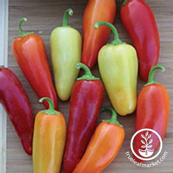 Hot Pepper - Santa Fe Grande