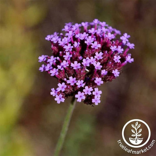 Verbena Seed | Imagination