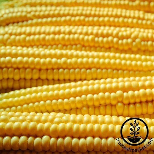 Non GMO Pop Corn Seeds - Robust Yellow Hulless Hybrid Popcorn Seeds