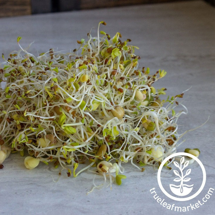 Organic 5 Part Salad Sprouting Seed Mix | Sprout Salad - Grow Sprouts