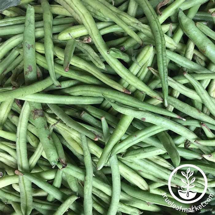 Burpee Stringless Green Pod Bush Bean Garden Seeds | Heirloom, Non-GMO