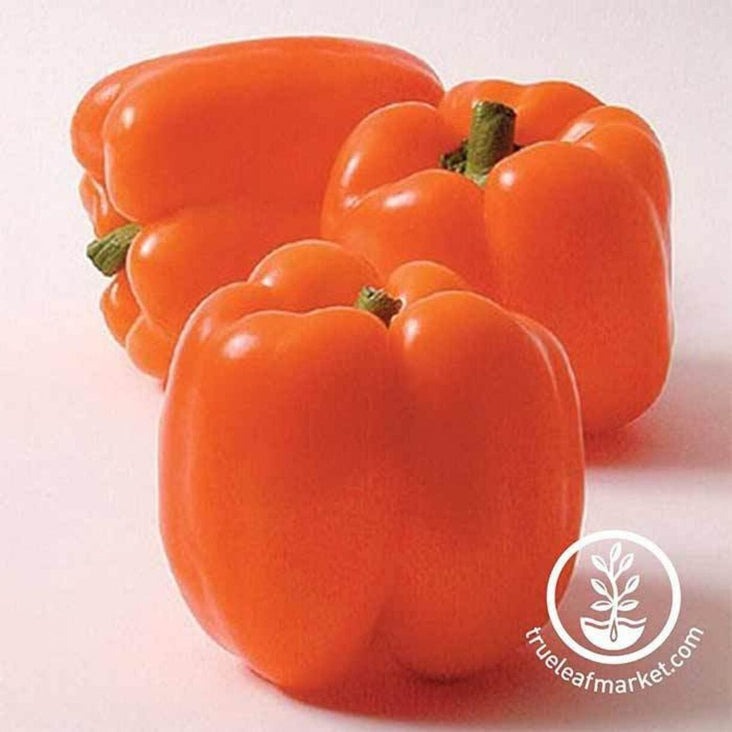 Sweet (Bell) Pepper Garden Seeds - Horizon Orange | Non-GMO, Heirloom