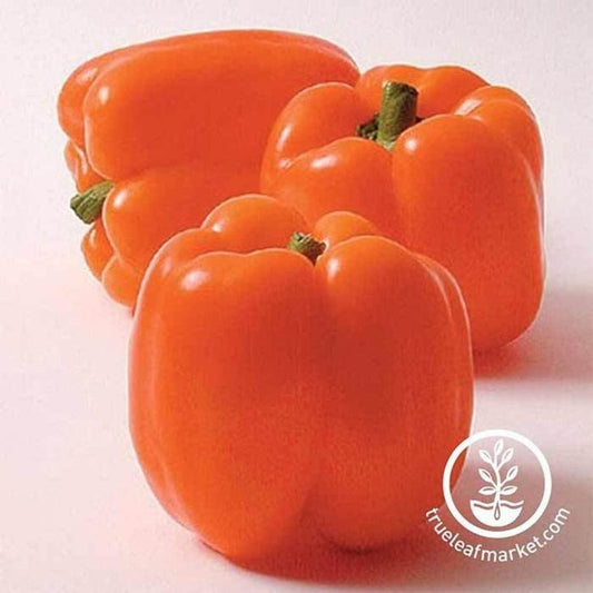 Sweet (Bell) Pepper Garden Seeds - Horizon Orange | Non-GMO, Heirloom