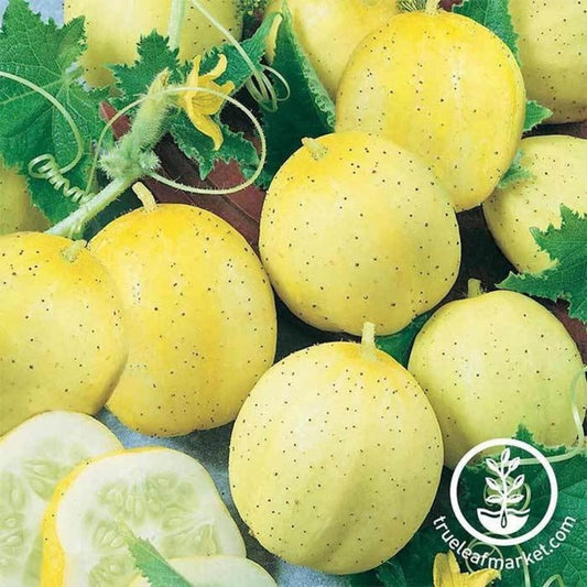 Lemon Cucumber Gardening Seeds | Heirloom, Non-GMO - Buy Garden Seeds